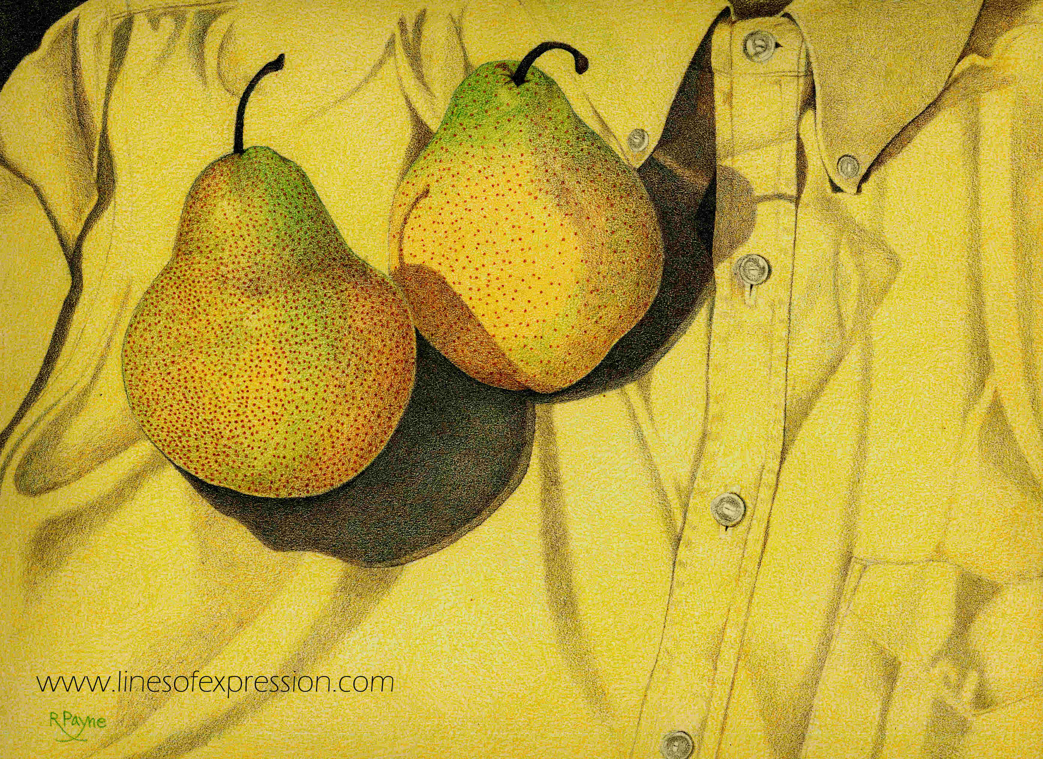 Vintage colored pencil painting in yellow of pears on an oxford shirt done by Rebecca Payne.  This artwork was done from a still life.