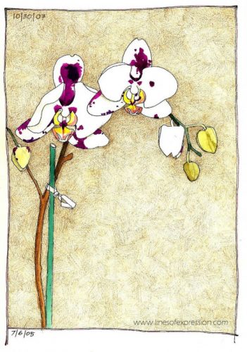 How to Use an Orchid to Draw in Your Sketchbook