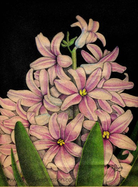 Five drawing mistakes are outlined in this post about a vintage colored pencil drawing of hyacinths by Rebecca Payne around 1990.