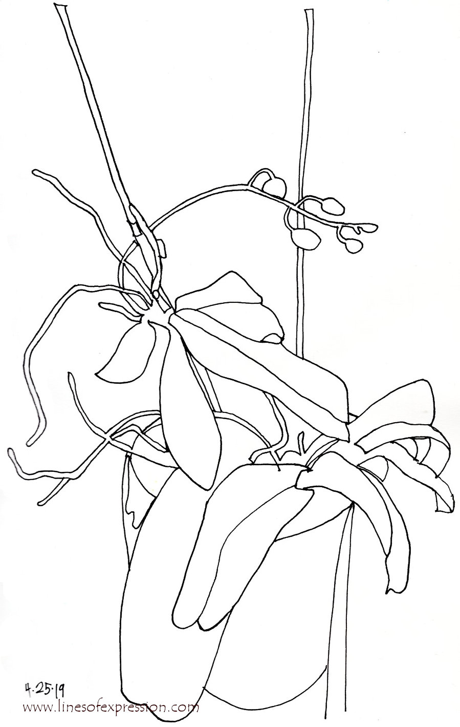 contour drawing of an orchid