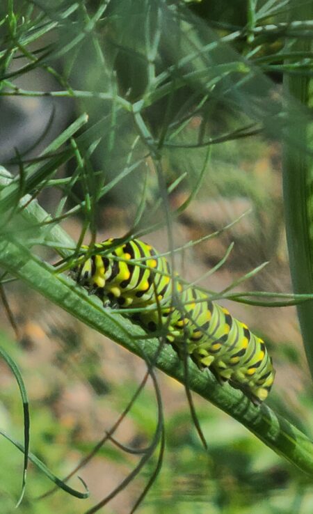 lines of expression garden image of a swallowtail caterpillar in the dill