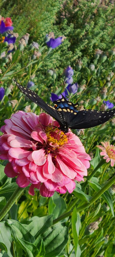 lines of expression garden image of a zinnia being visited by a swallowtail butterfly